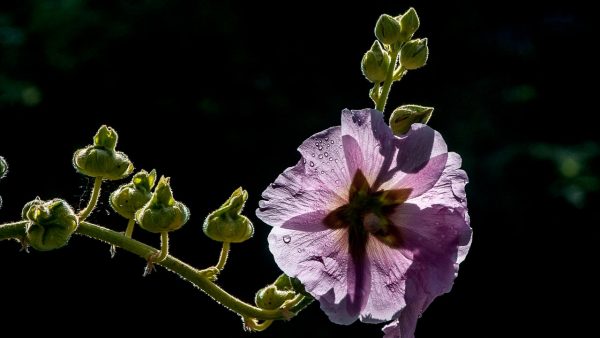 Stockrose (Foto: Uli Pfeufer)