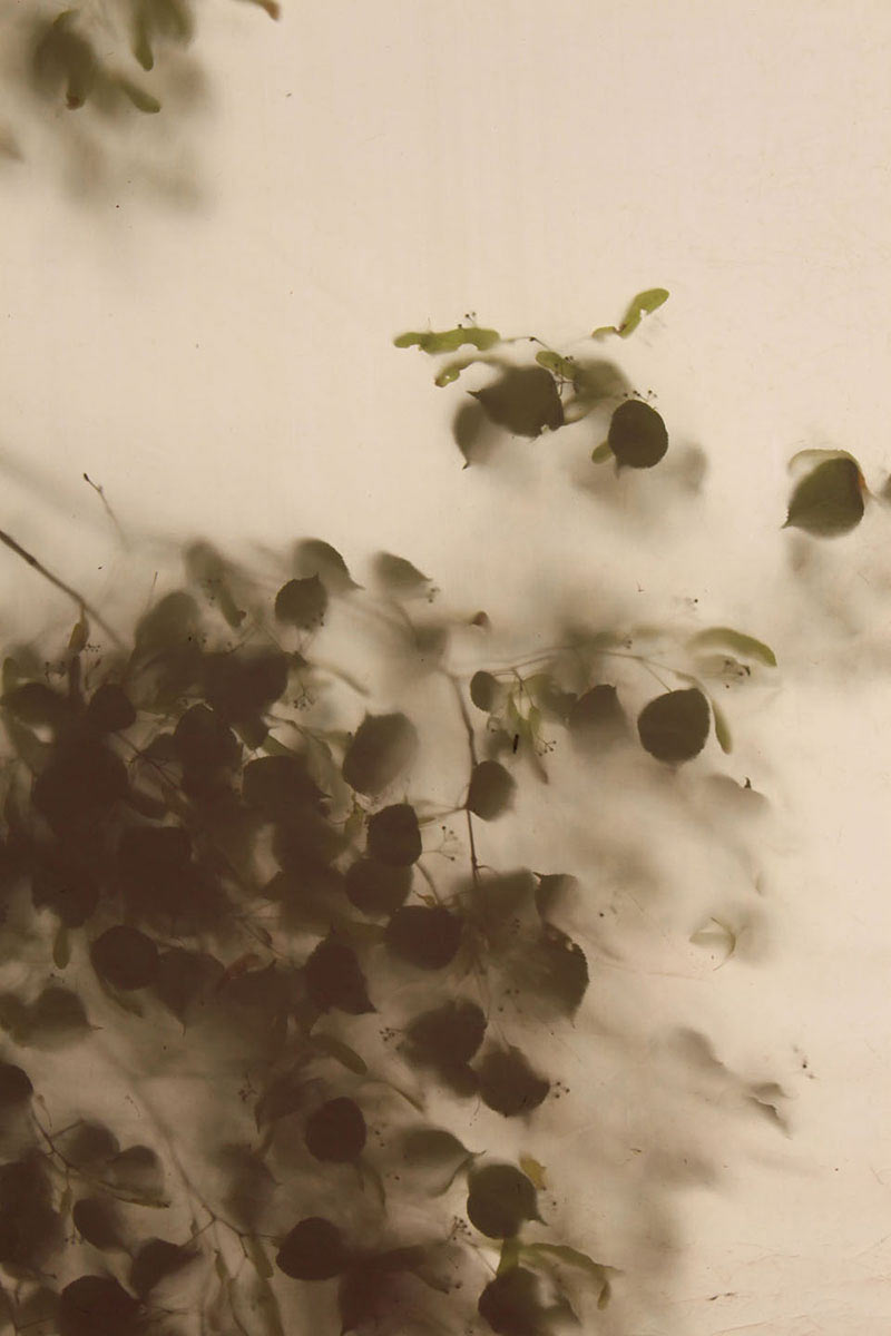 Unter der Linde (Foto: Carolin Fritz)