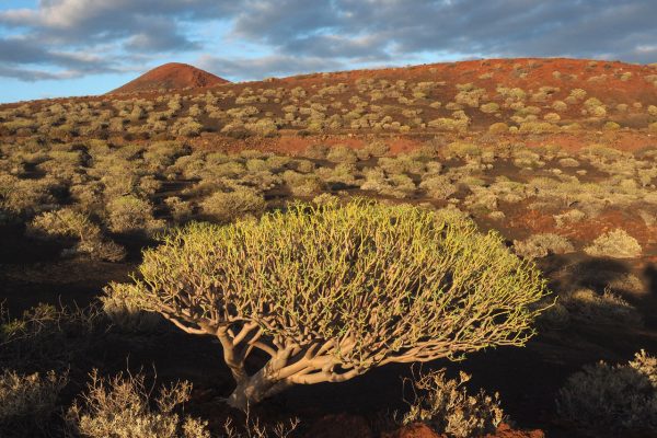 Vulcania (Foto: Andreas Kuhrt)