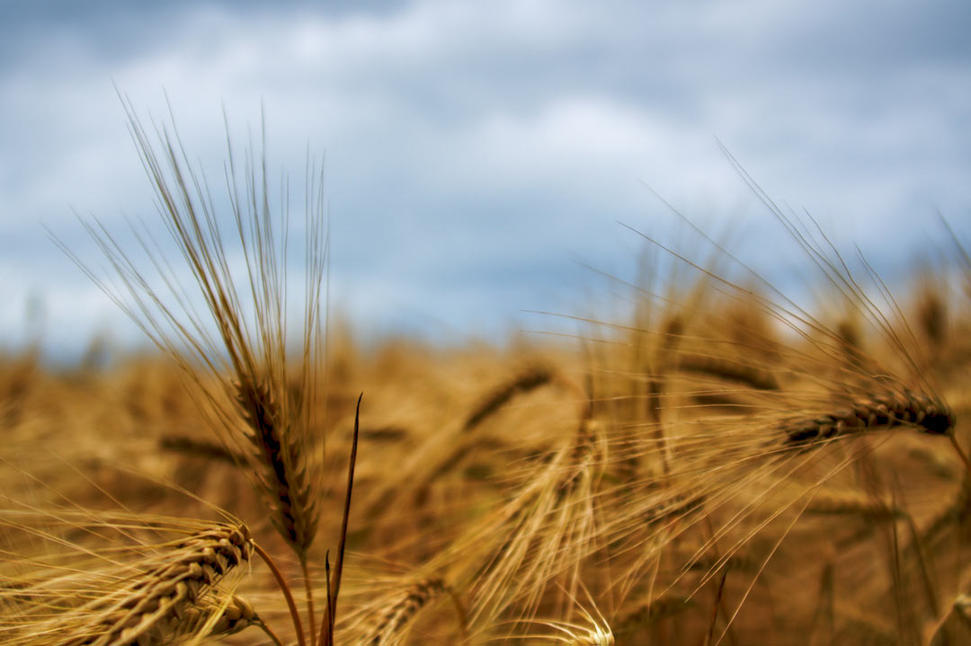 Weizen (Foto: Lucas Hotop)