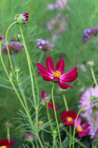 Wiesenpracht (Foto: Carolin Fritz)