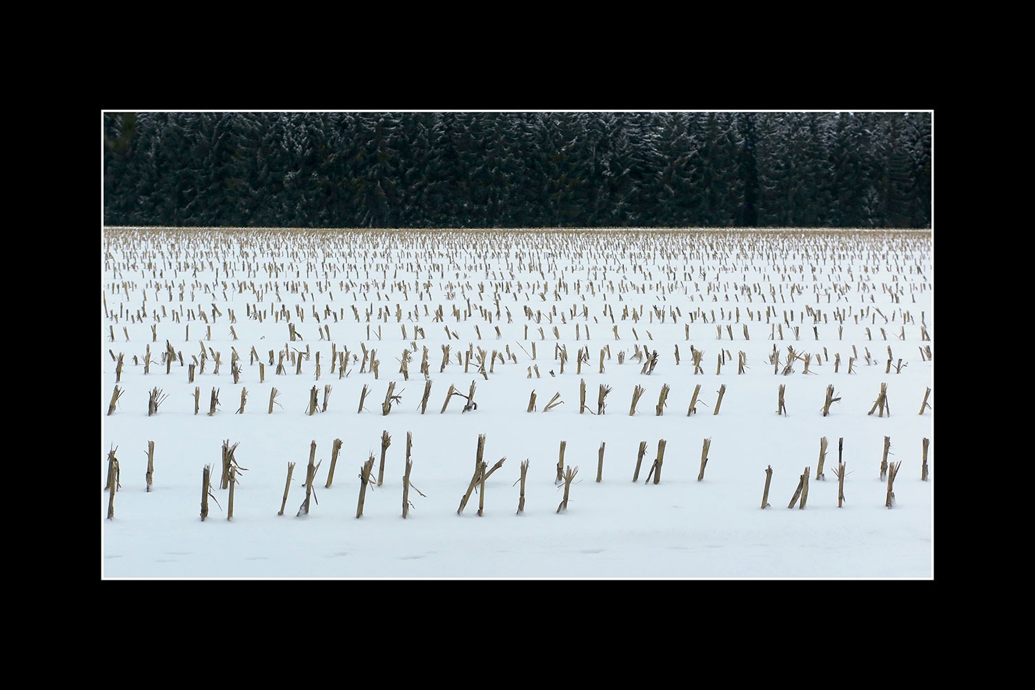 2018-FCKS-Mappe-PMS-Stoppelschnitt-IMG_0227 Stoppelschnitt (Foto: Peter Maximilian Schmidt)