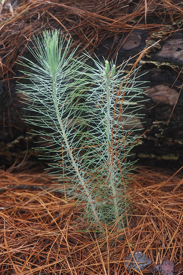 Frischlinge (Foto: Andreas Kuhrt)