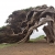 Uralter Wacholderbaum auf El Hierro (Foto: Andreas Kuhrt)