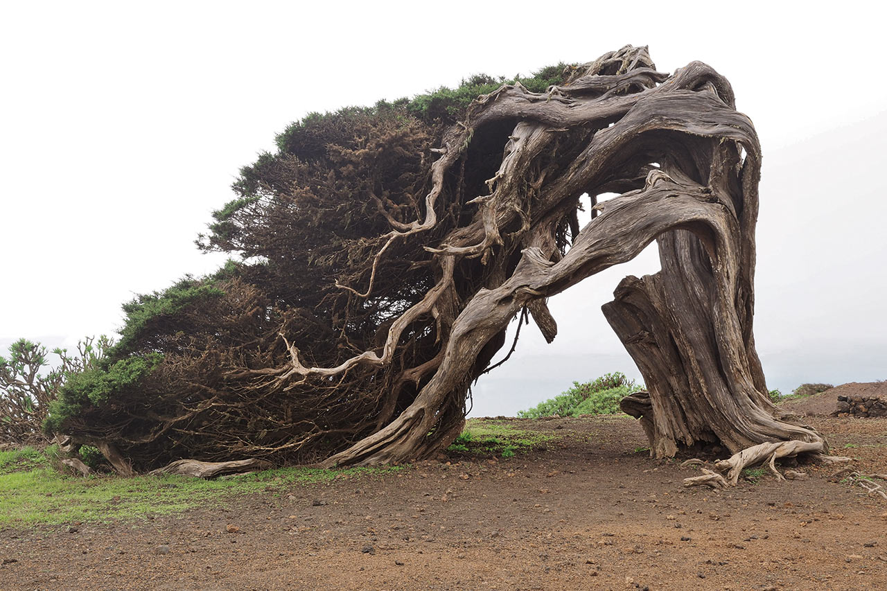 Uralter Wacholderbaum auf El Hierro (Foto: Andreas Kuhrt)