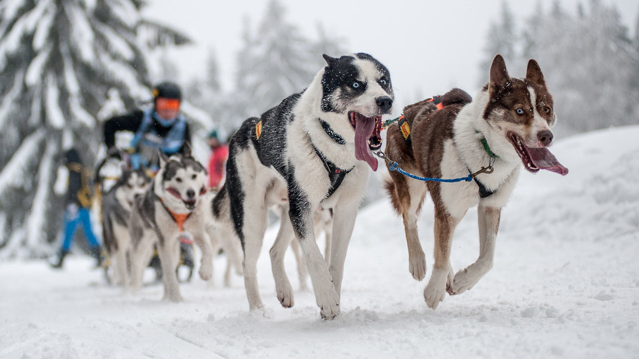 2019-03-24-rennen-upf-8.33-1 Rennen (Foto: Uli Pfeufer)