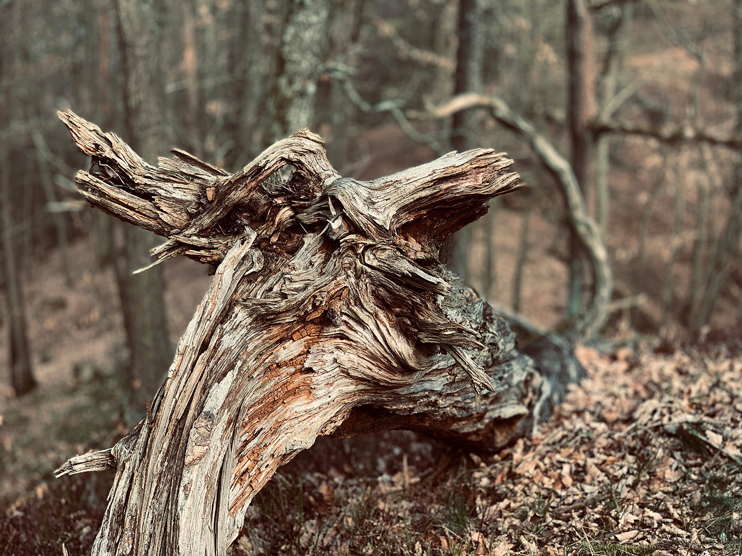 Fotoclub: Bild des Monats 4.2019?