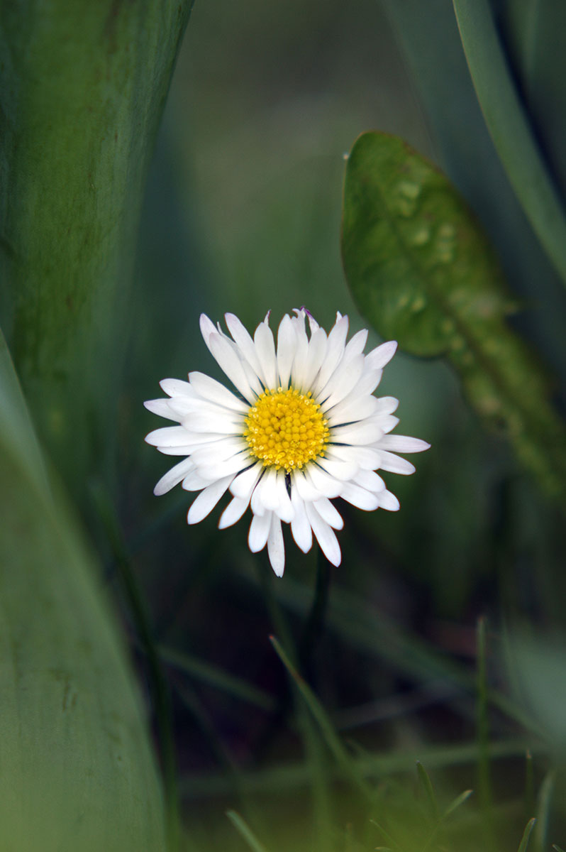 Daisy (Foto: Julia Holland-Moritz)