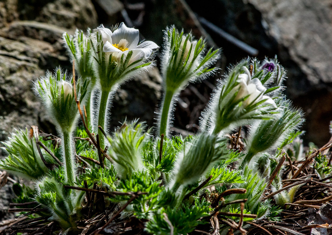 Frühlingserwachen (Foto: Uli Pfeufer)