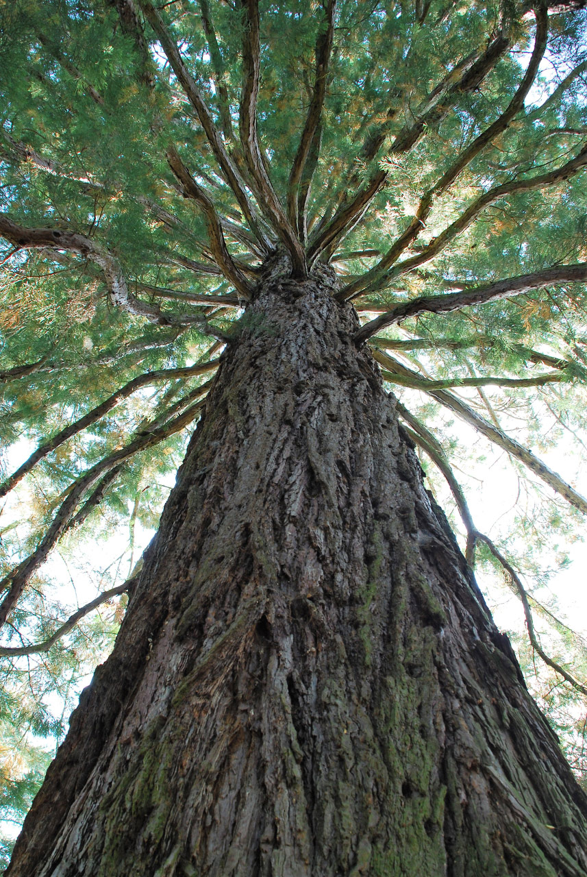 Riesig (Foto: Dietmar Schmidt)