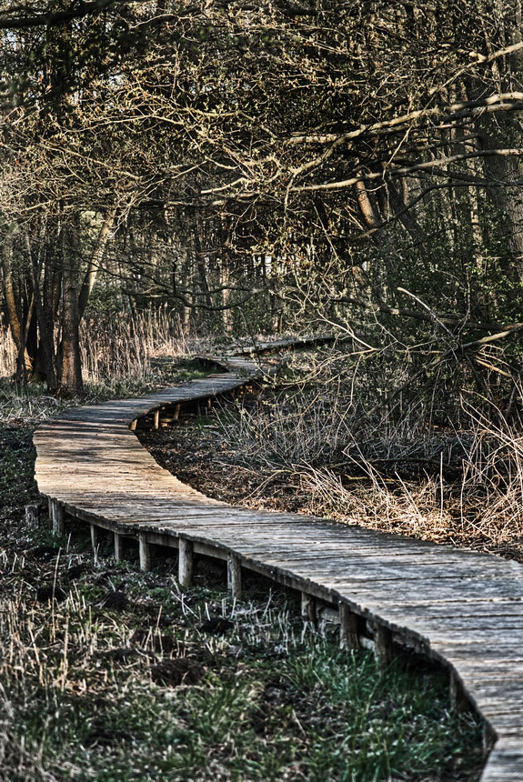Verschlungene Pfade (Foto: Roland Kastner)
