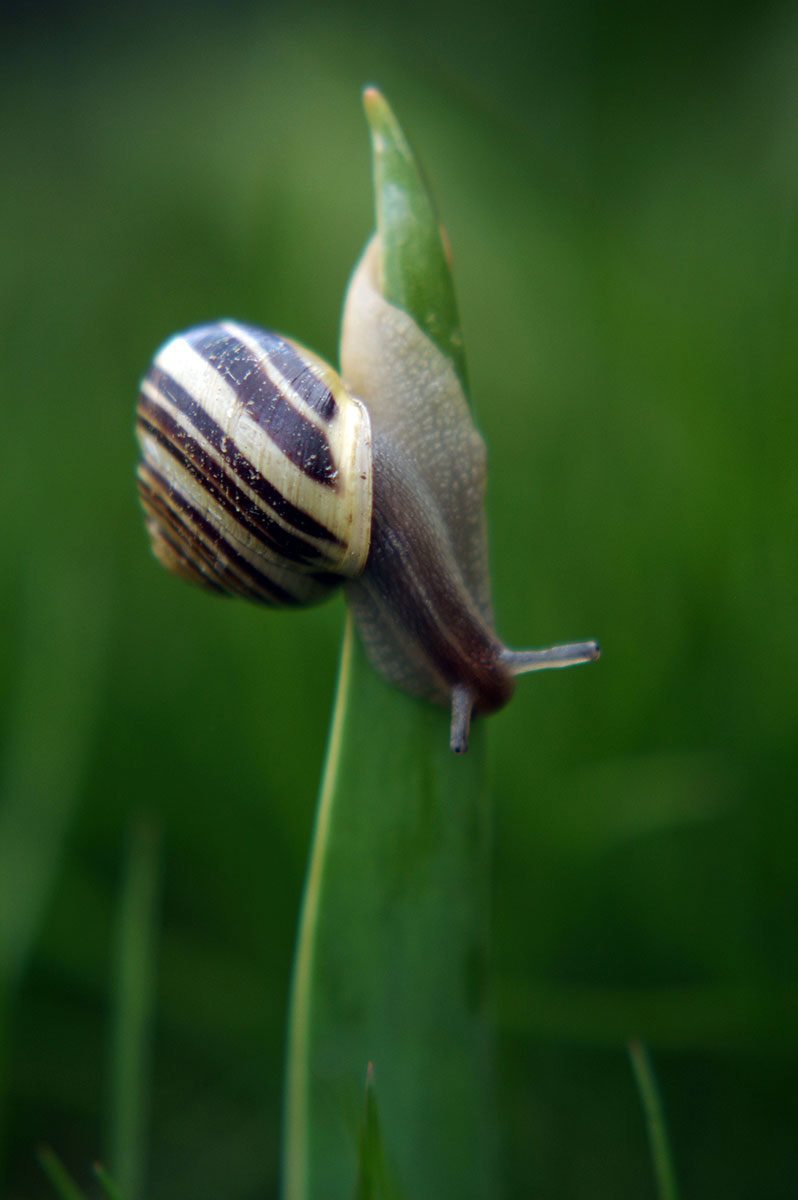Serie: Escargot 1 (Foto: Julia Holland-Moritz)