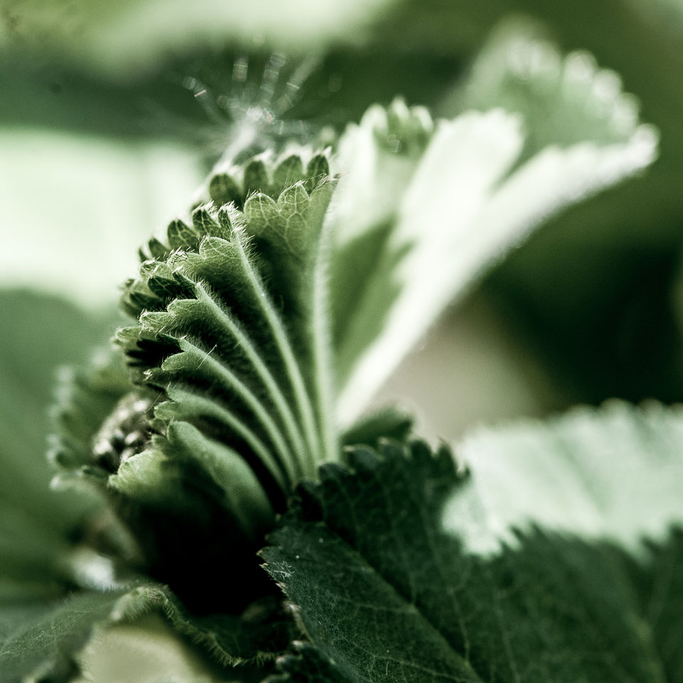 2019-06-07-faltig-upf-5.5 Faltig (Foto: Uli Pfeufer)