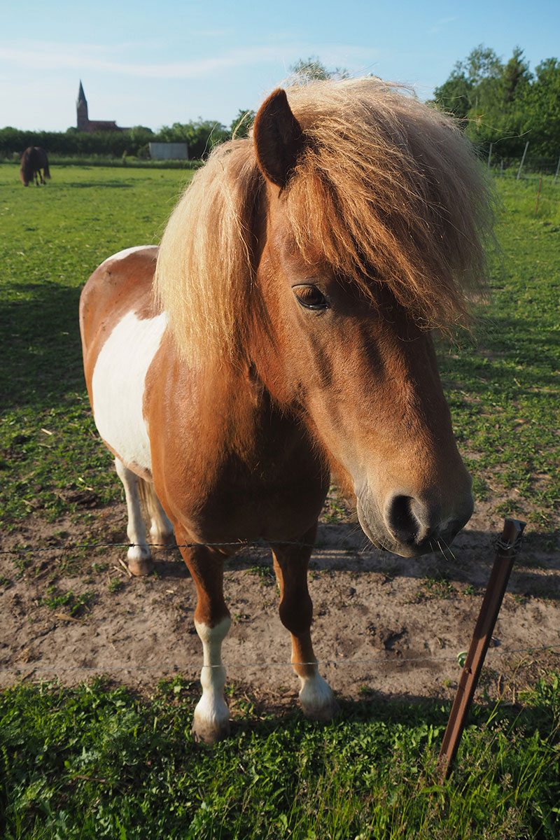 2019-06-18-Ponny-E0035249-ak-5.33 Ponny (Foto: Andreas Kuhrt)