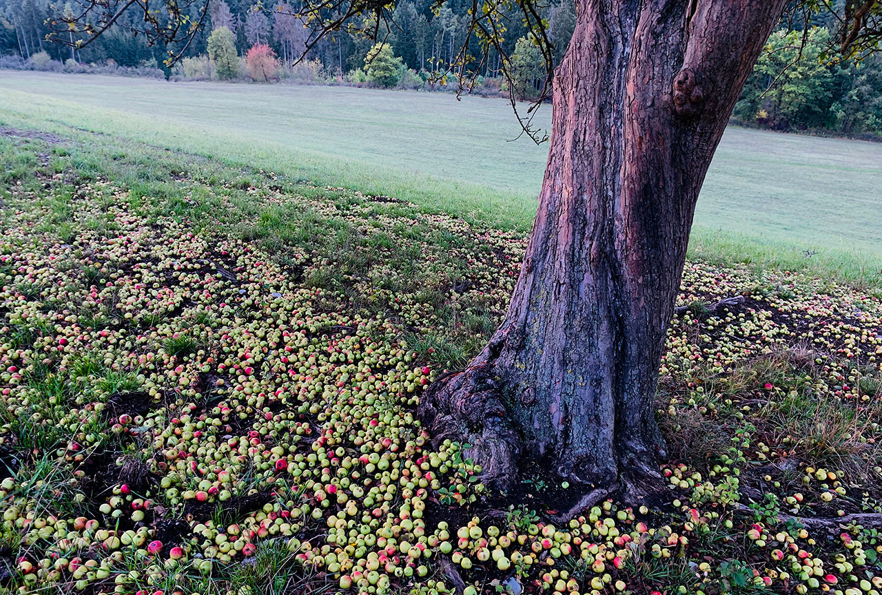 2019-10-06-es-war-der-gute-apfelbaum-mh-4.5 Es war der gute Apfelbaum... (Foto: Manuela Hahnebach)