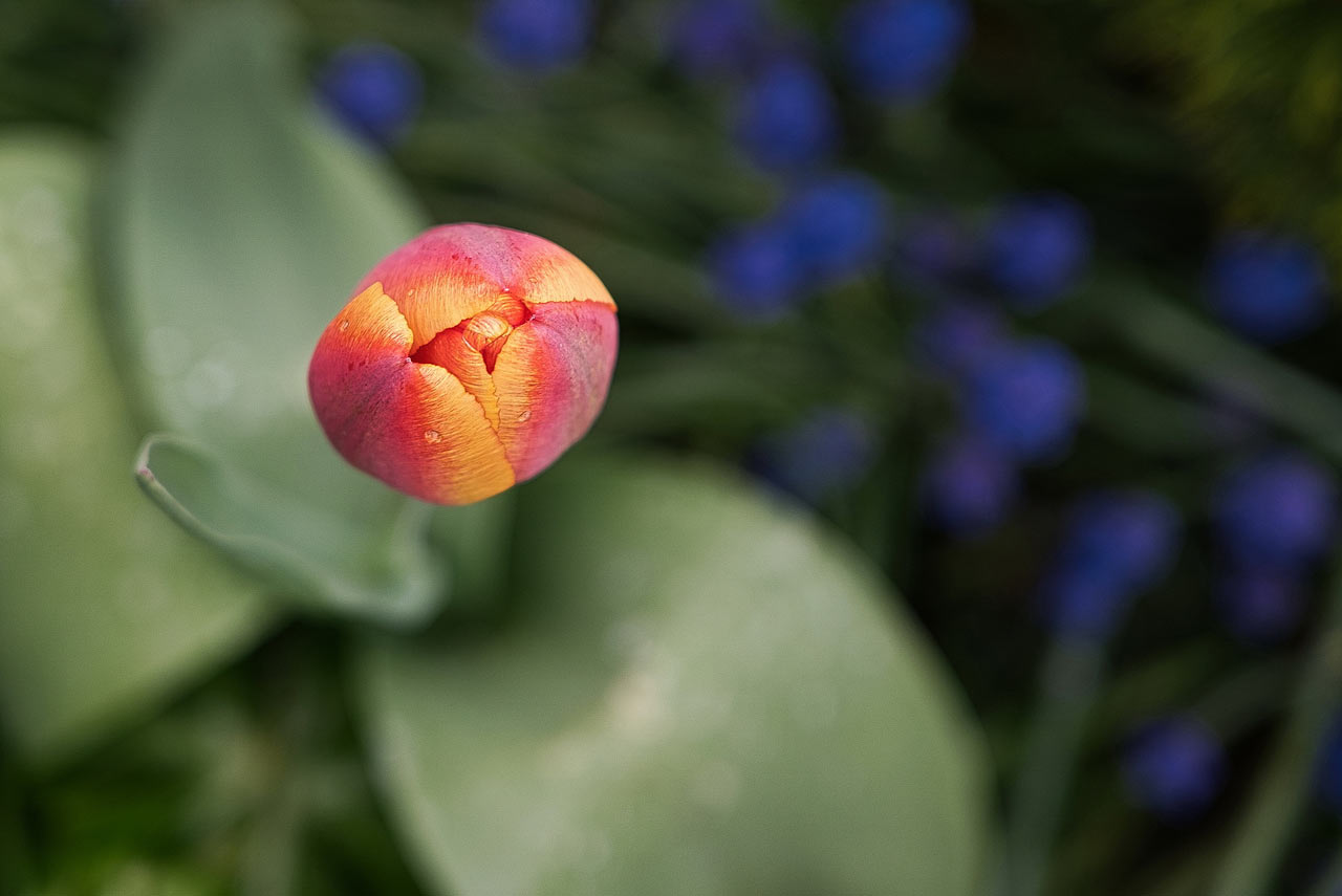 Fotoclub