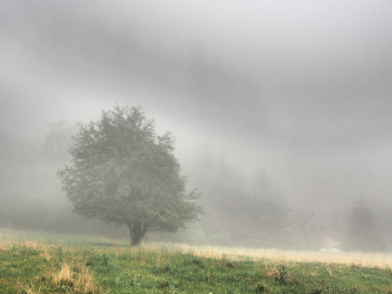 Diesig (Foto: Dietmar Schmidt)