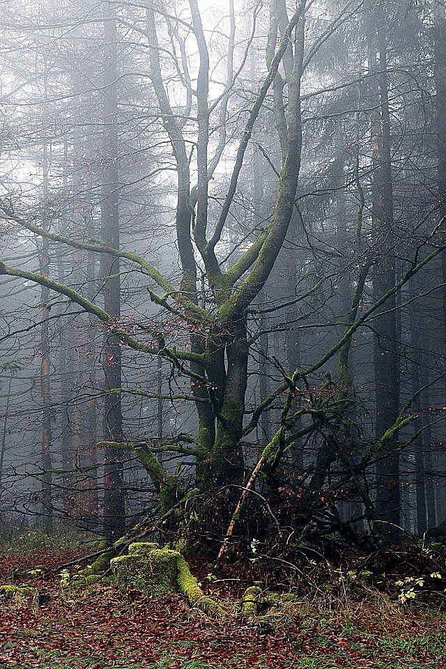 Nebeltanz (Foto: Peter Maximilian Schmidt)