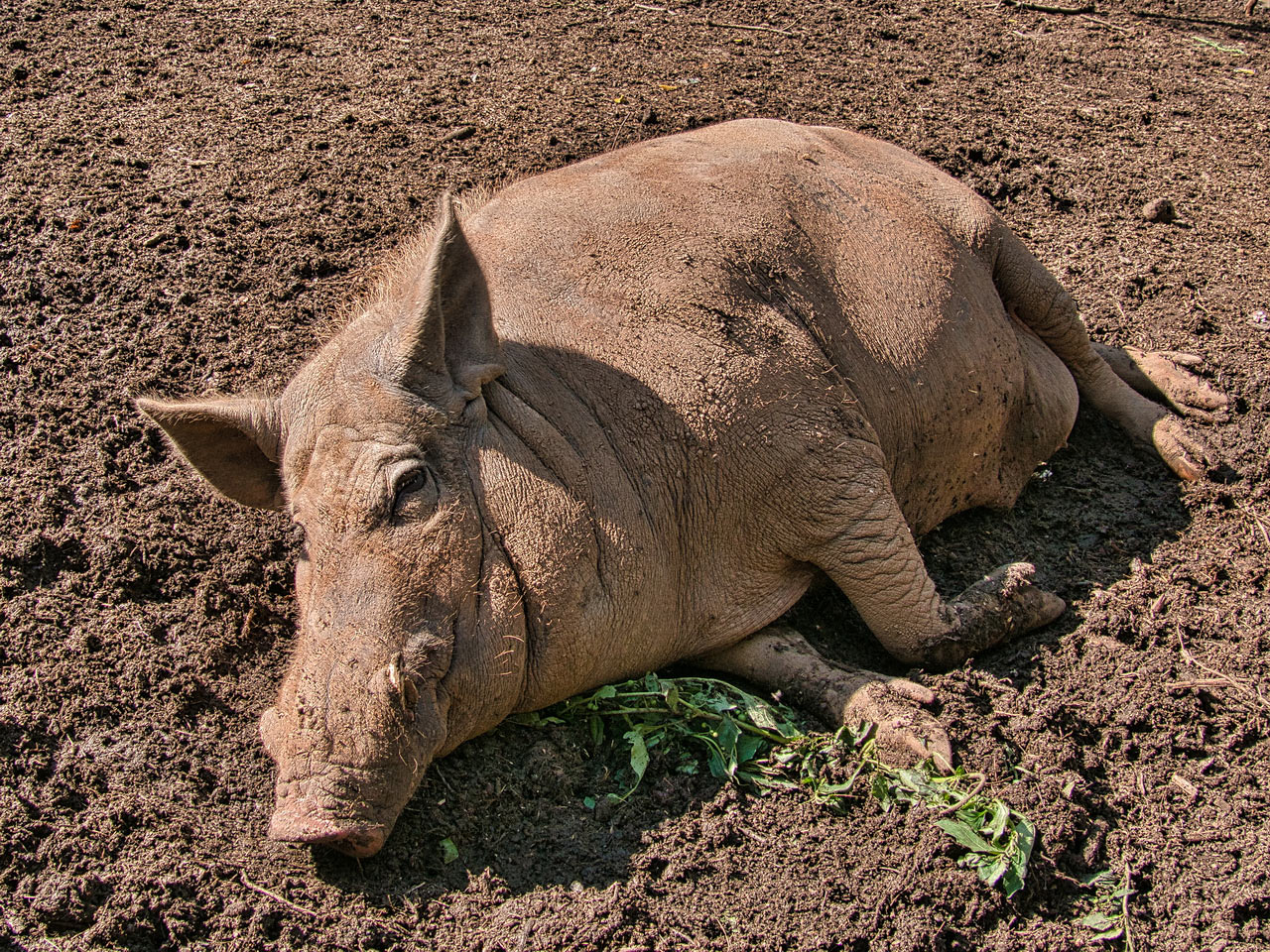 Sauwohl (Foto: Roland Kastner)