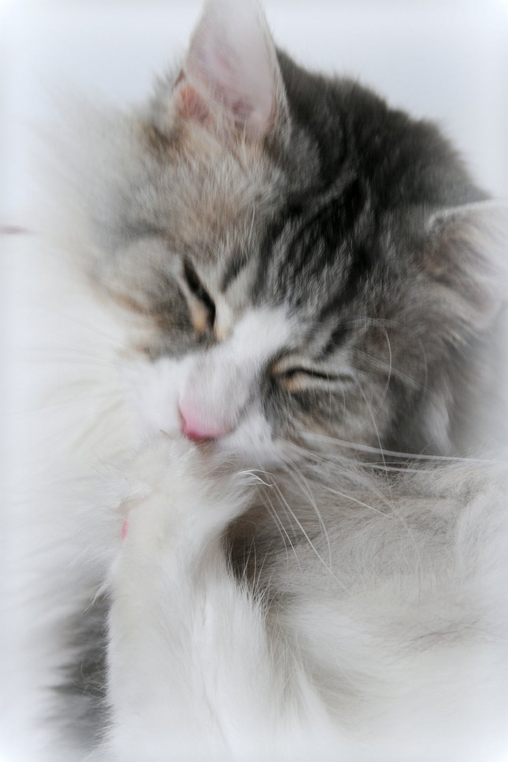 Fotoclub