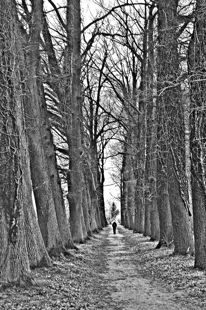 Allee auf Usedom (Foto: Karl-Heinz Richter)