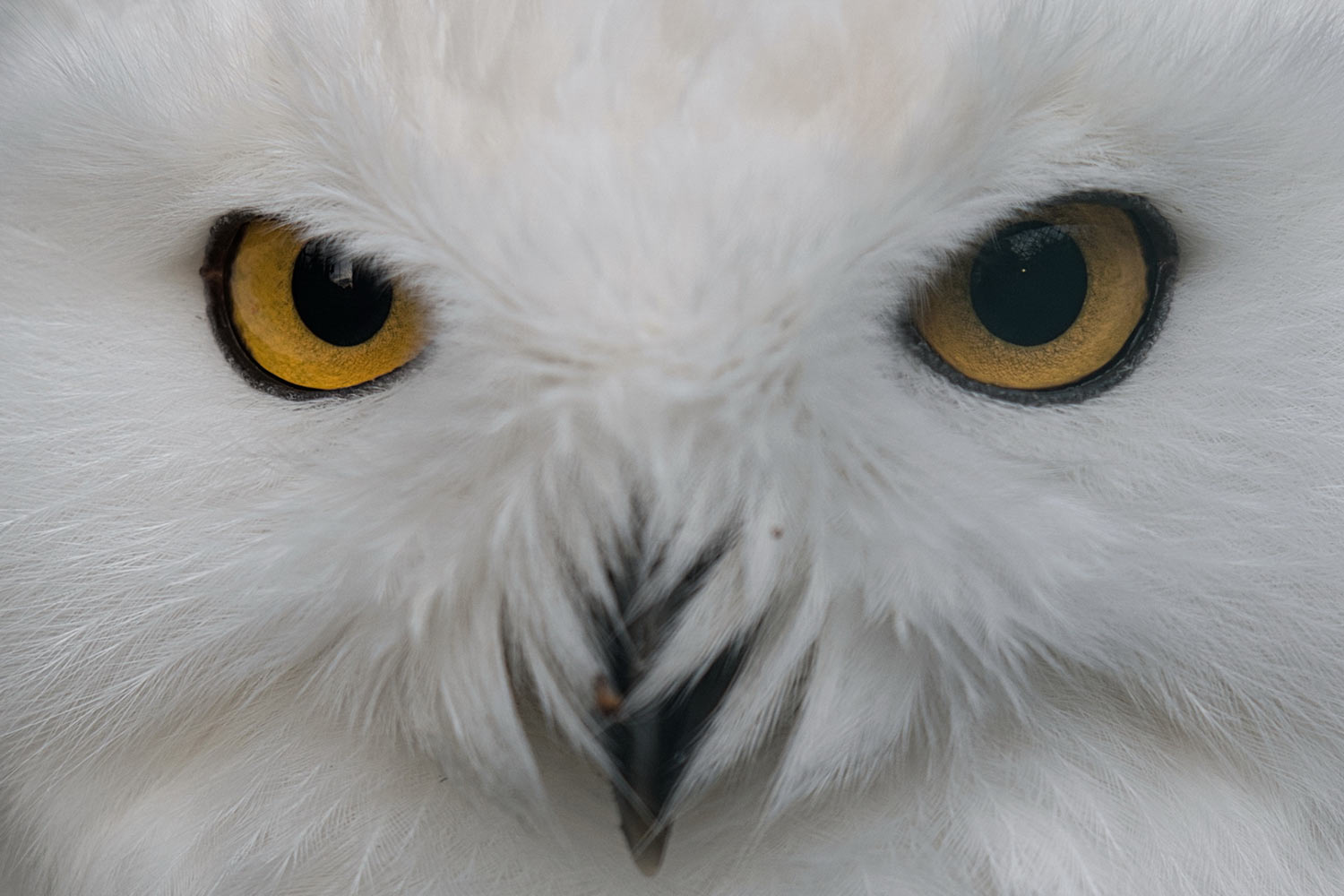 Alles im Blick (Foto: Roland Kastner)