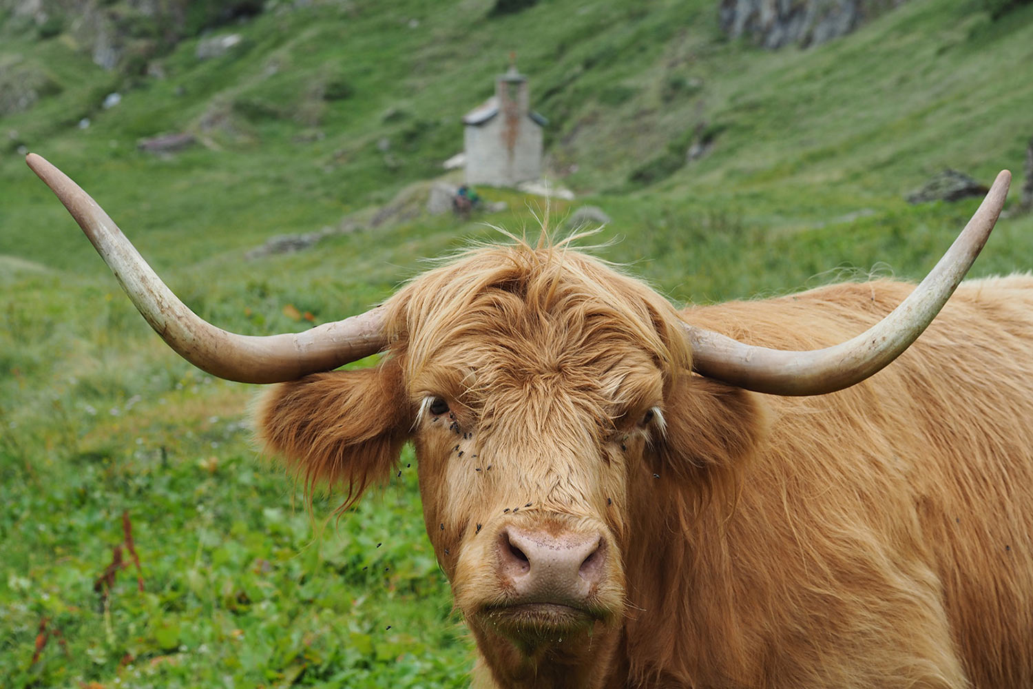 Auf der Bellalp (Foto: Manuela Hahnebach)