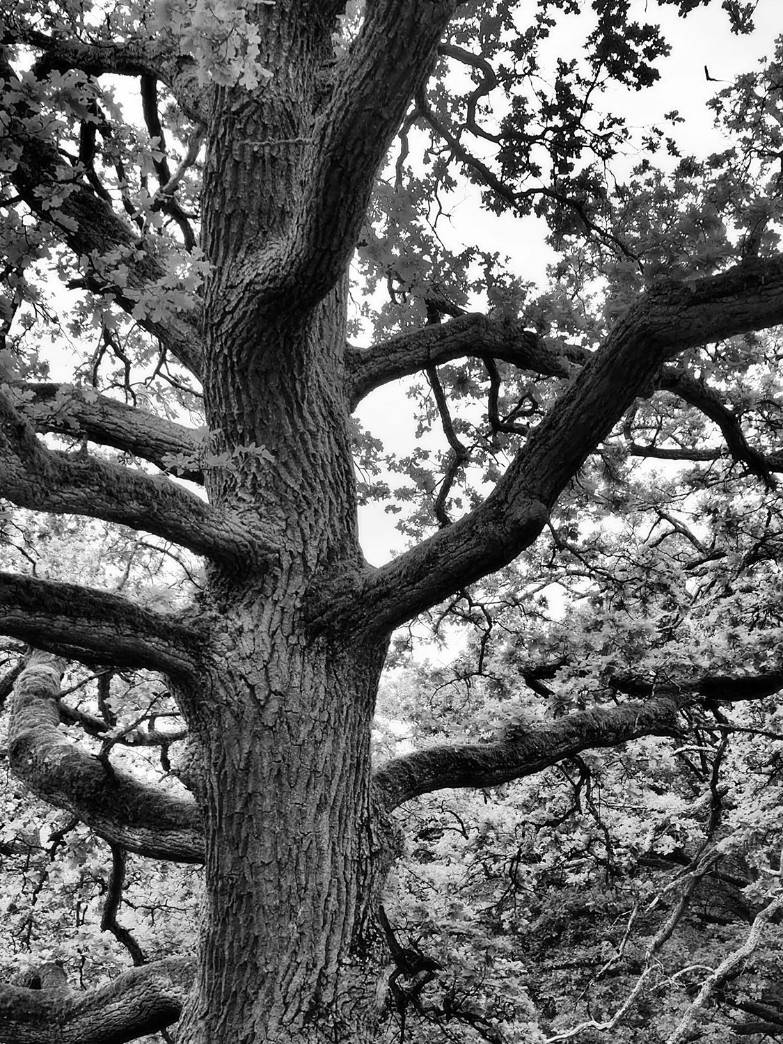 Geäst (Foto: Dietmar Schmidt)