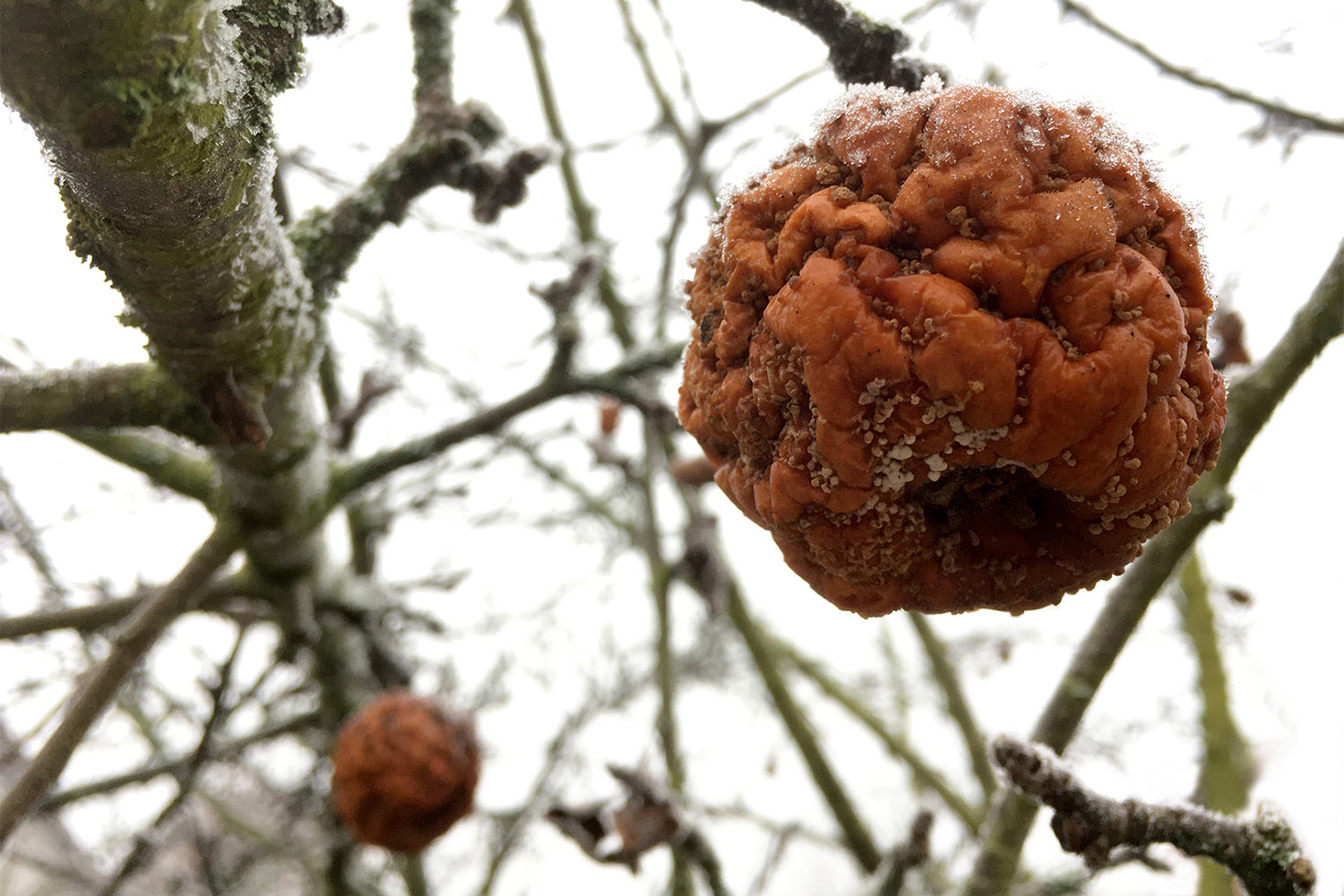 Mumien (Foto: Andreas Kuhrt)