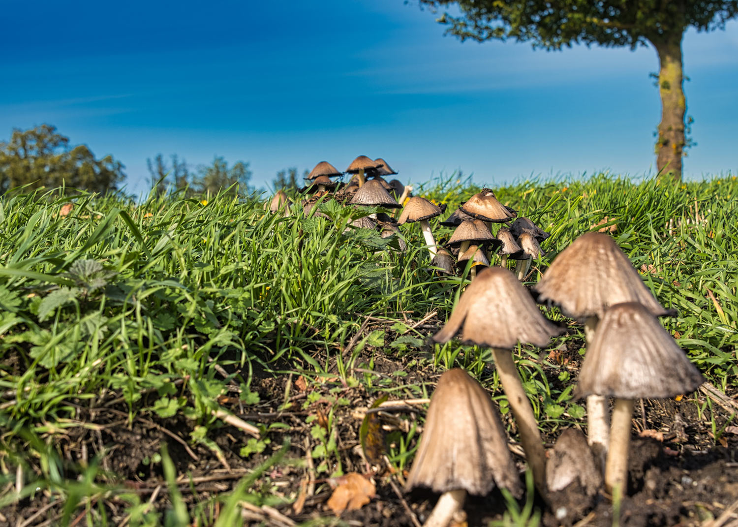 Pilzwanderung (Foto: Roland Kastner)