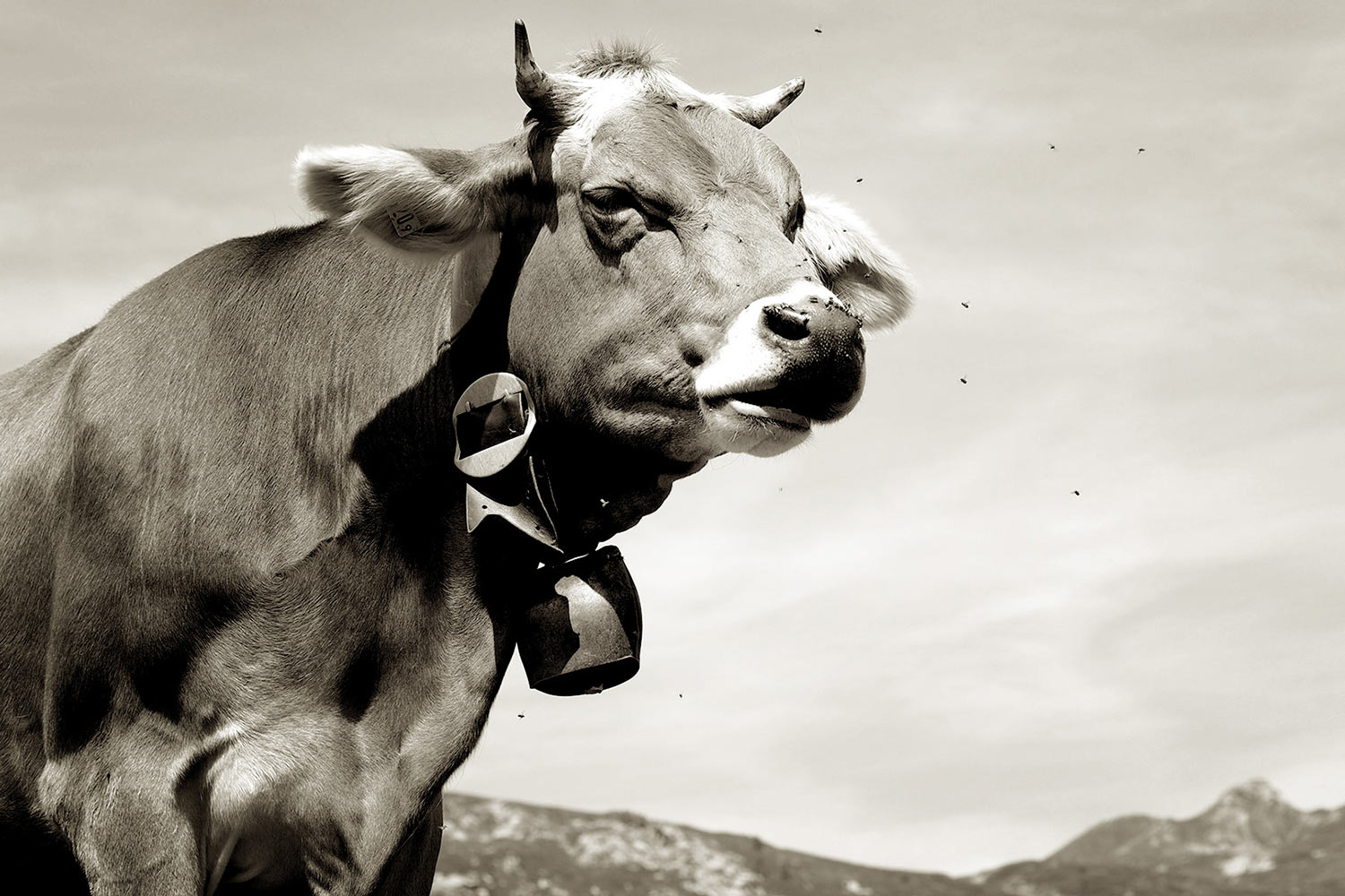 Sie umschwirren mich (Foto: Manuela Hahnebach)