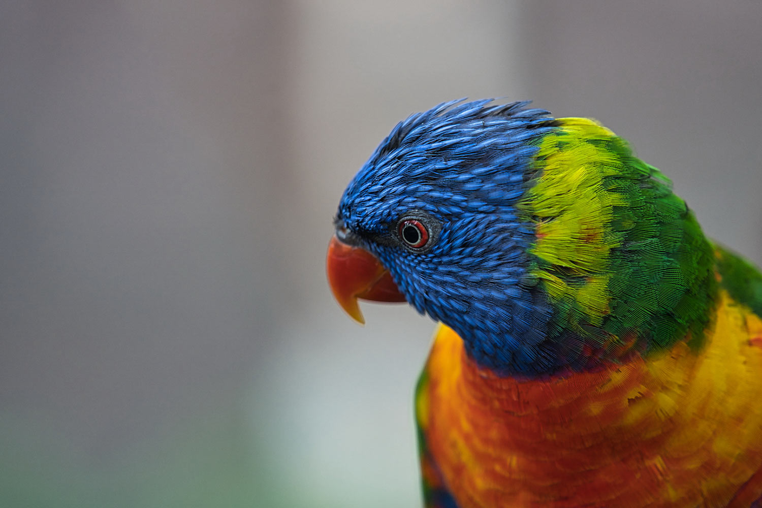 Skeptischer Blick (Foto: Roland Kastner)