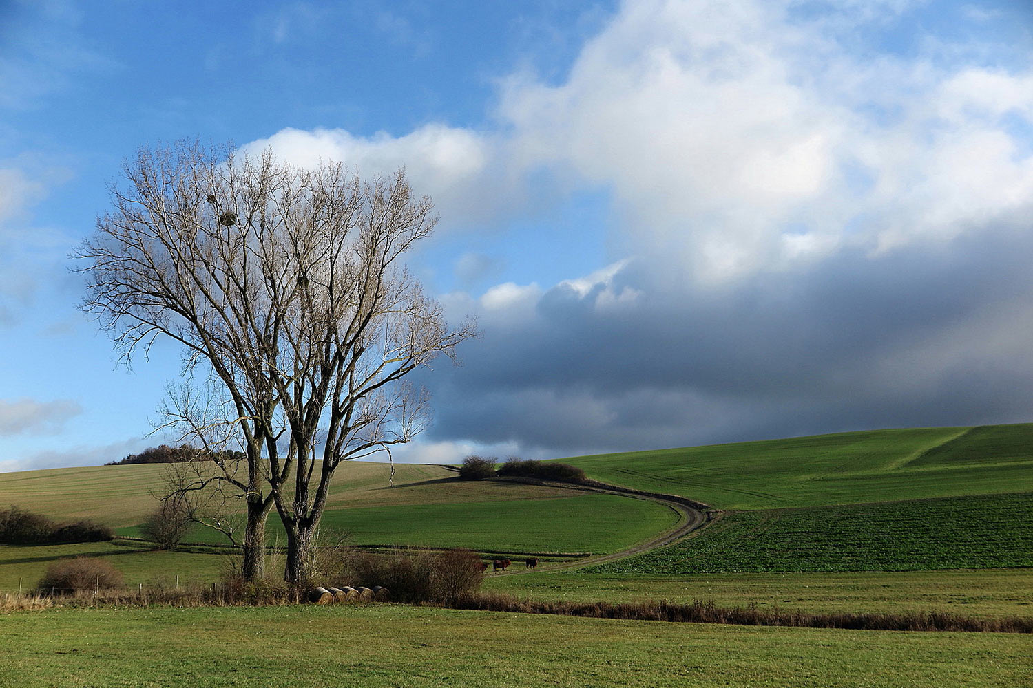 Vorfrühling (Foto: Peter Maximilian Schmidt)
