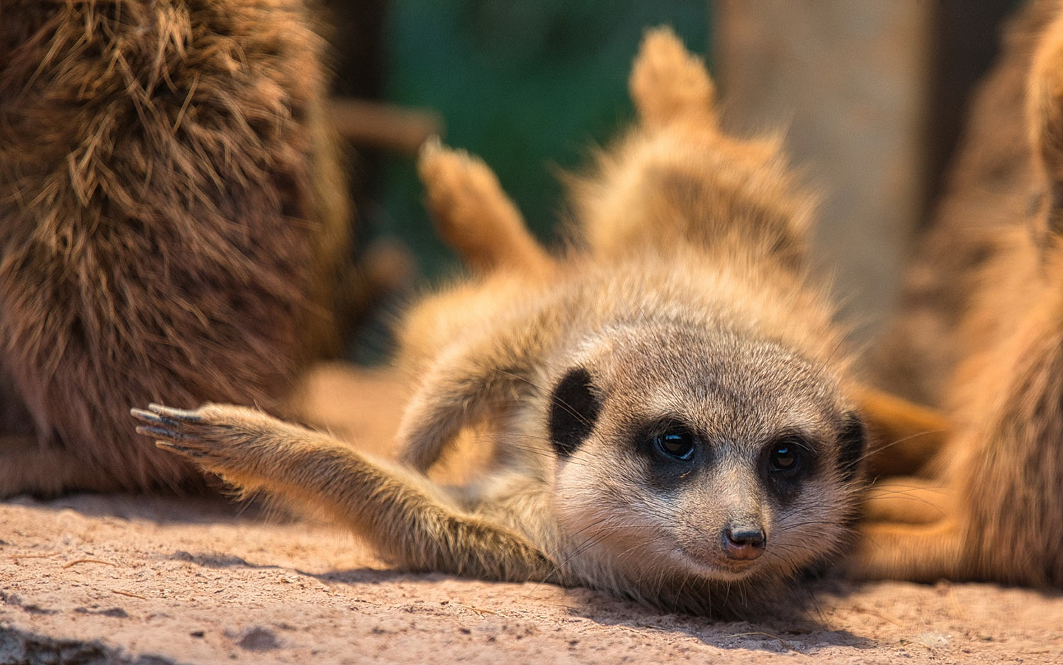Wer stört? (Foto: Roland Kastner)