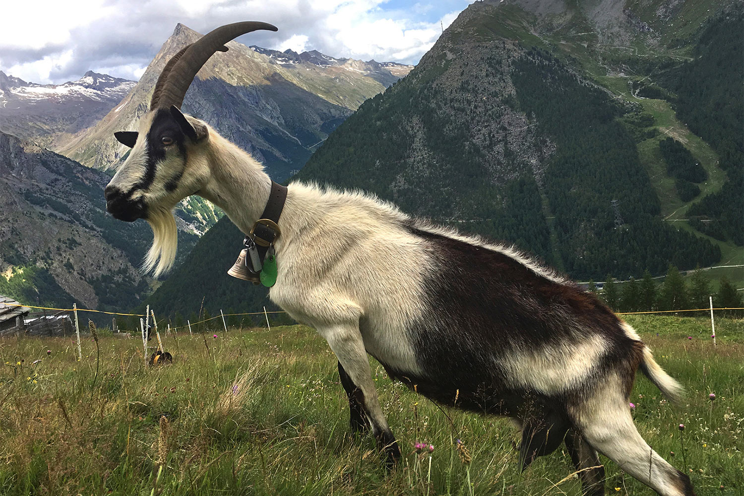 Wo ist Ziegenpeter? (Foto: Andreas Kuhrt)