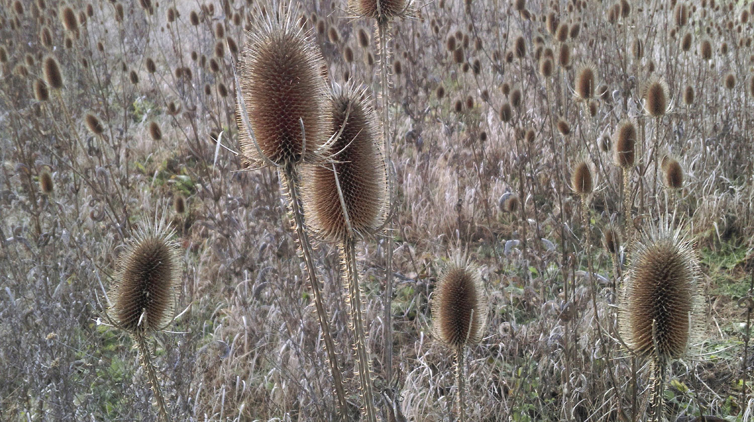 Serie: Hüllen 1 (Foto: Peter Maximilian Schmidt)