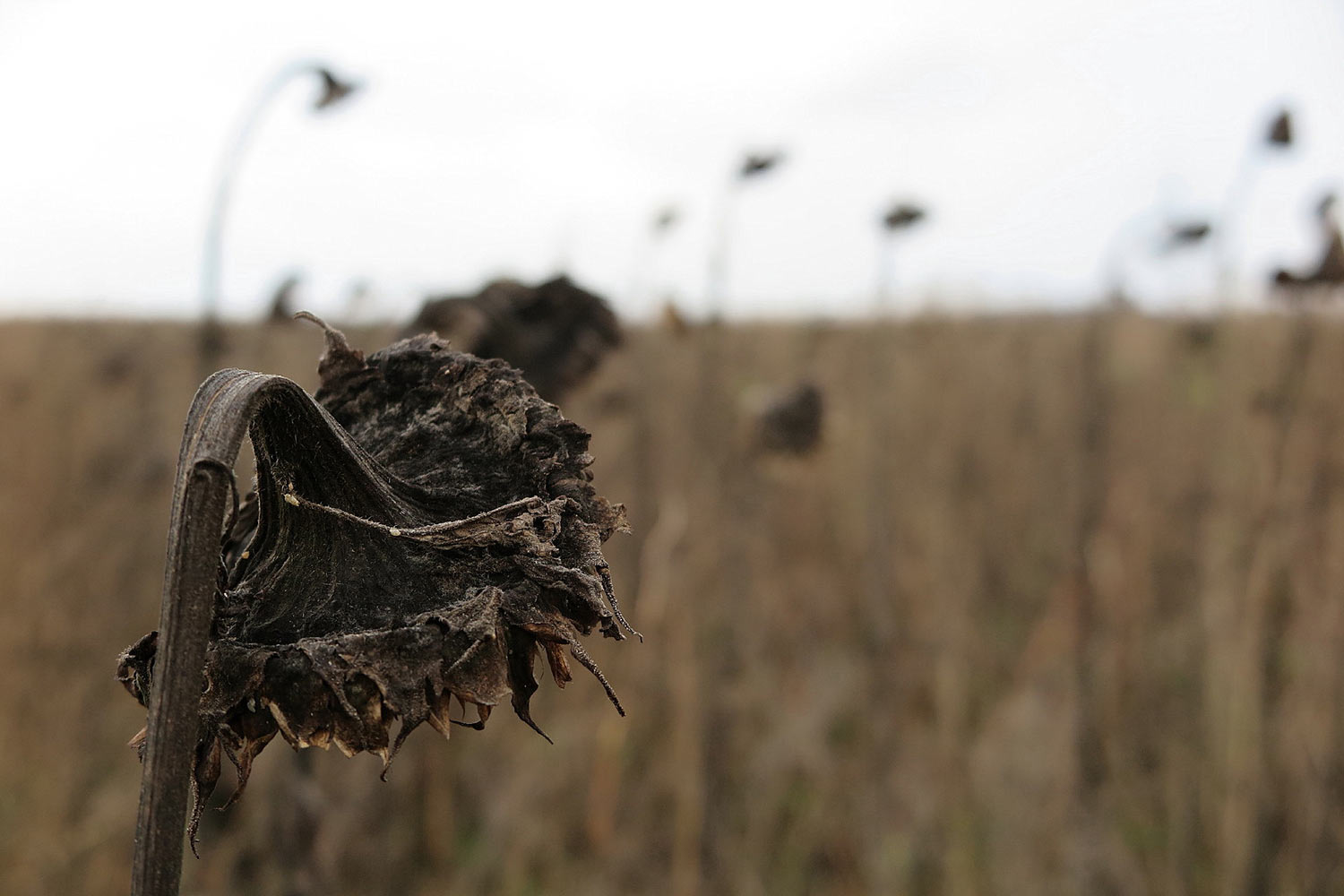 Serie: Hüllen 2 (Foto: Peter Maximilian Schmidt)