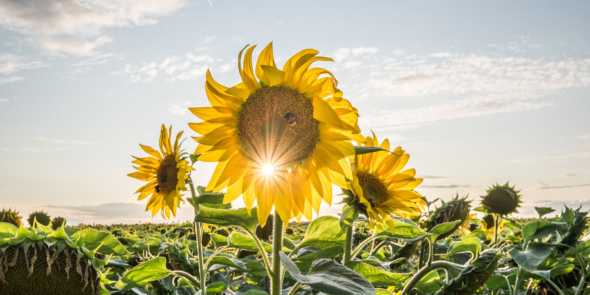 2019-20-Mappe-FC-Reflexion-90-Erfurt-01-Strahlenfeld-Raik-Behr Strahlenfeld (Foto: Raik Behr) . Mappenwettbewerb 2019/20 Fotoclub Reflexion 90 Erfurt