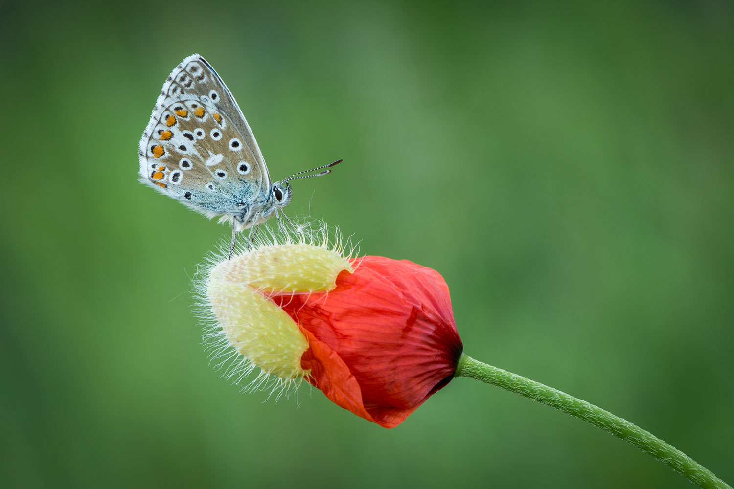 2019-20-Mappe-FC-Reflexion-90-Erfurt-04-Mohnaufgang-Martin-Nowak Mohnaufgang (Foto: Martin Nowak) . Mappenwettbewerb 2019/20 Fotoclub Reflexion 90 Erfurt