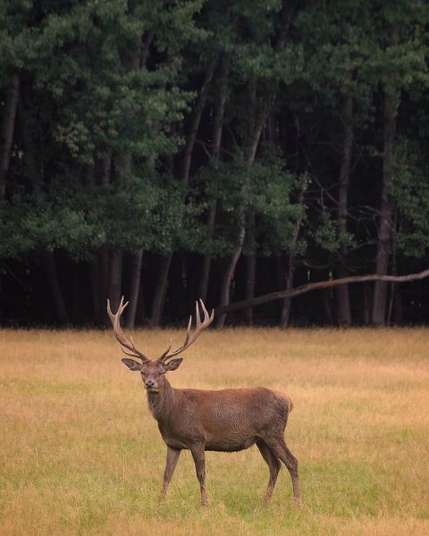 12-Ender (Foto: Michael Oehlsen)