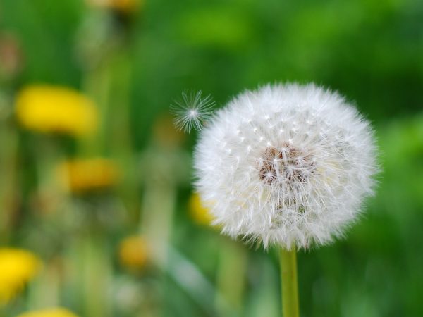 Anhänglich (Foto: Dietmar Schmidt)