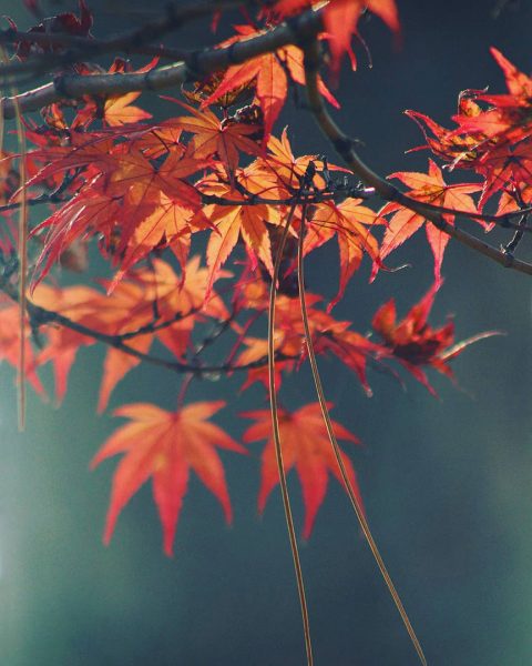 Blattwerk (Foto: Michael Oehlsen)