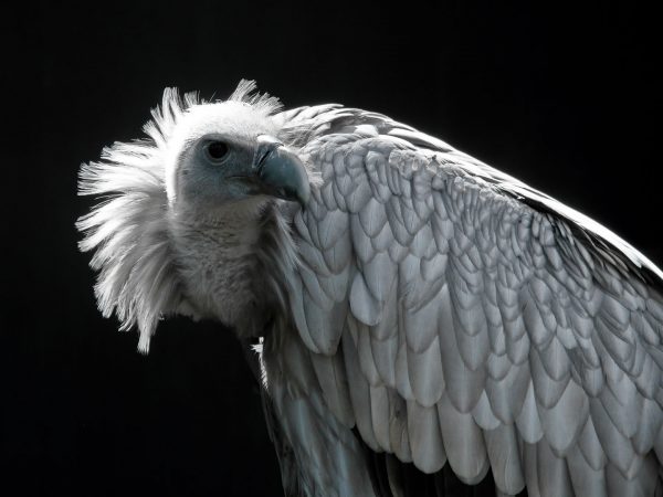 Gänsegeier (Foto: Roland Kastner)