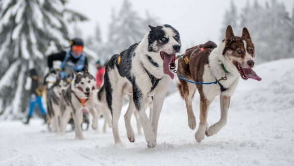 Im rennen (Foto: Uli Pfeufer)