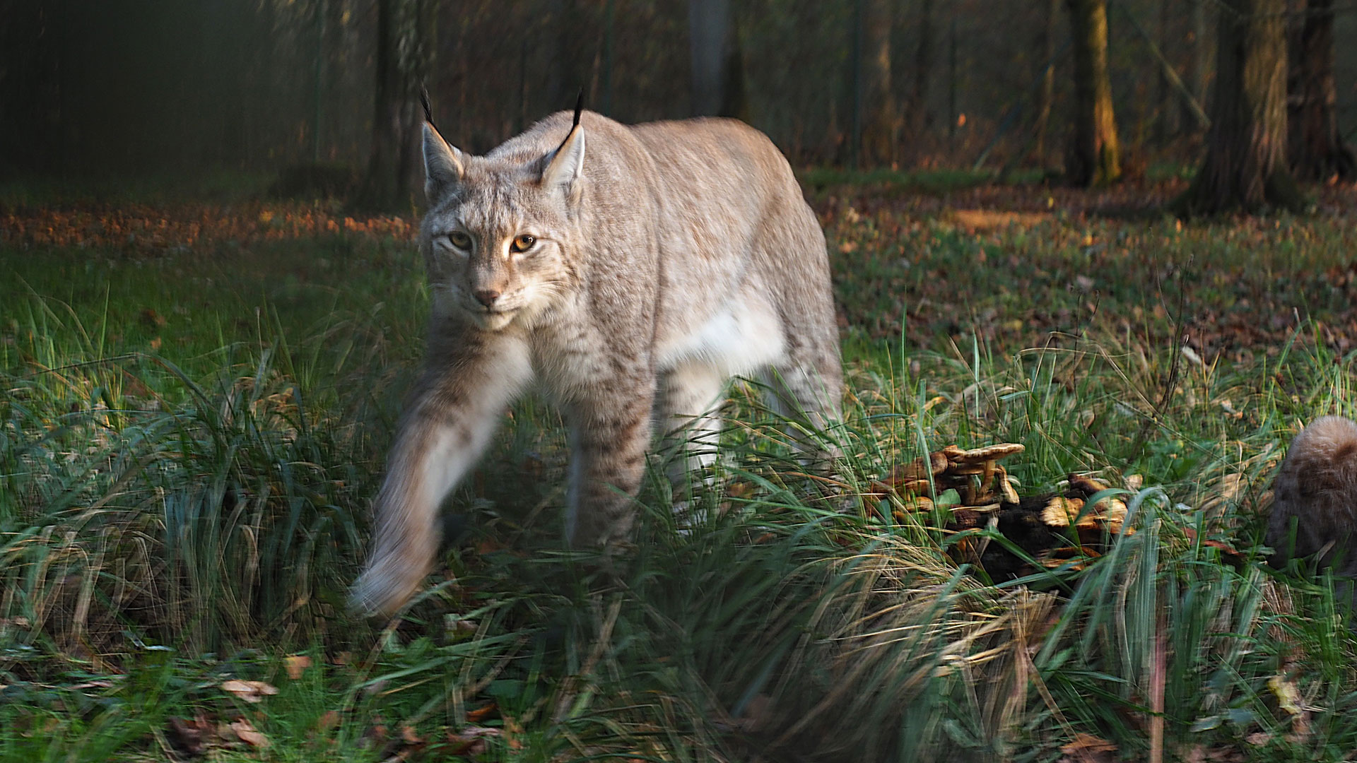 2019-Bild-des-Jahres-42-Im-Visier-ak-6.33 Im Visier (Foto: Andreas Kuhrt)