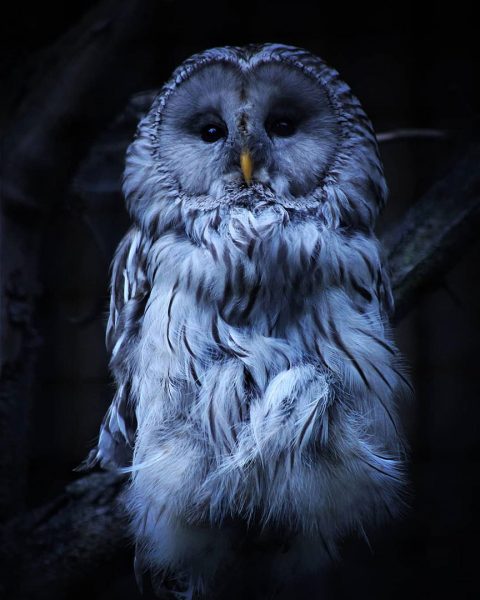 Kauzig (Foto: Michael Oehlsen)