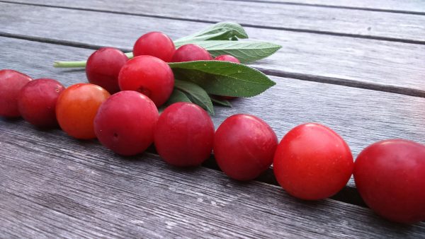 Keine Tomaten (Foto: Carolin Fritz)