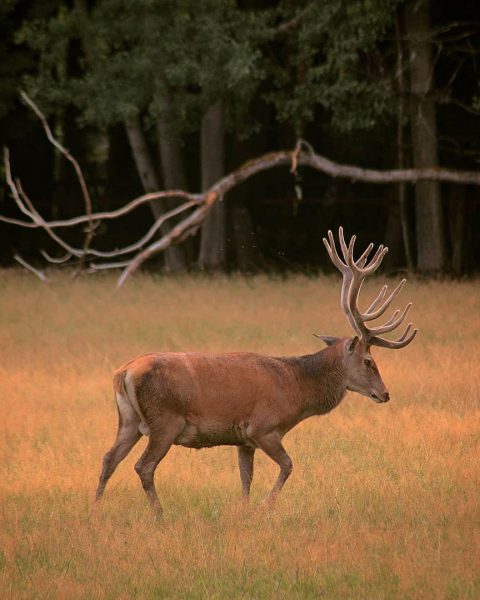 König des Waldes (Foto: Michael Oehlsen)