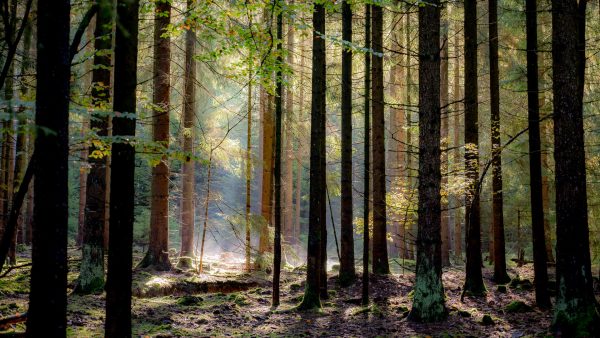 Lichtspiel (Foto: Uli Pfeufer)