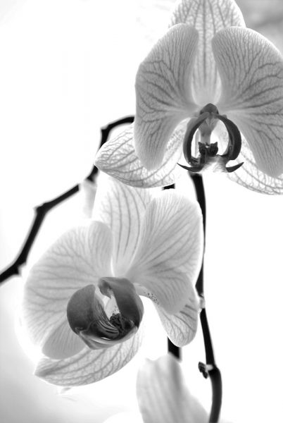Orchidee (Foto: Dietmar Schmidt)